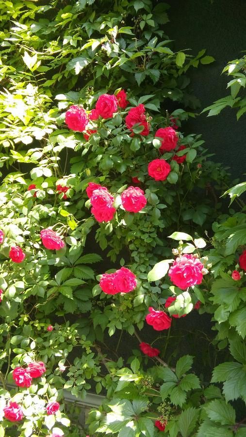 Гостиница Guest House Krimskaya Анапа-8